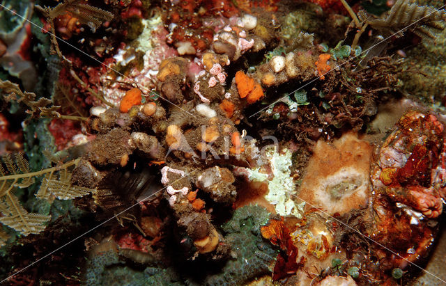 Decorator crab (Camposcia retusa)