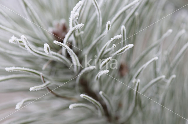 Pine tree (Pinus spec.)