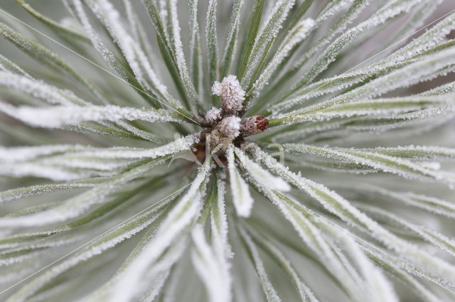 Pine tree (Pinus spec.)