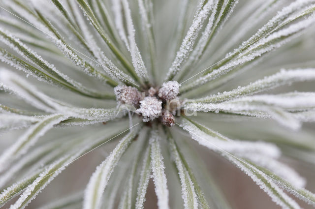 Pine tree (Pinus spec.)