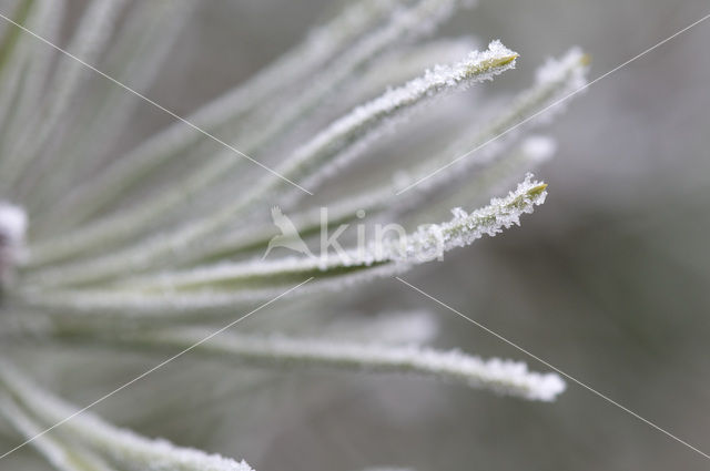 Pine tree (Pinus spec.)