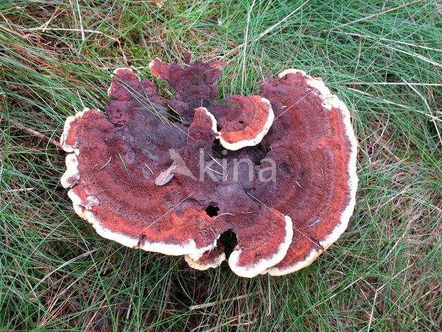 Dyer’s mazegill (Phaeolus schweinitzii)