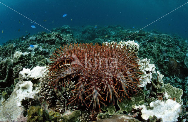 Crown-of-thorns Starfish (Acanthaster planci)