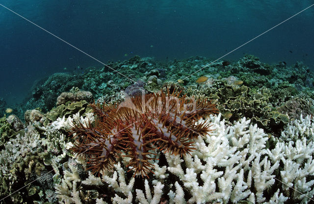 Crown-of-thorns Starfish (Acanthaster planci)