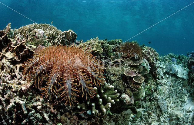 Crown-of-thorns Starfish (Acanthaster planci)