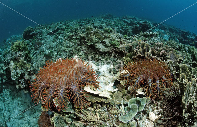 Doornenkroon (Acanthaster planci)