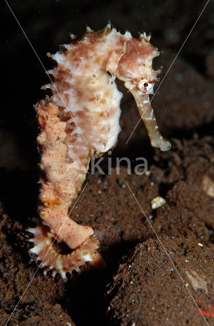 Thorny seahorse (Hippocampus histrix)