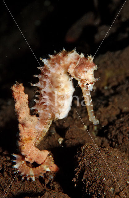 Thorny seahorse (Hippocampus histrix)