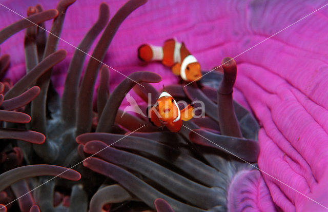 anemonefish