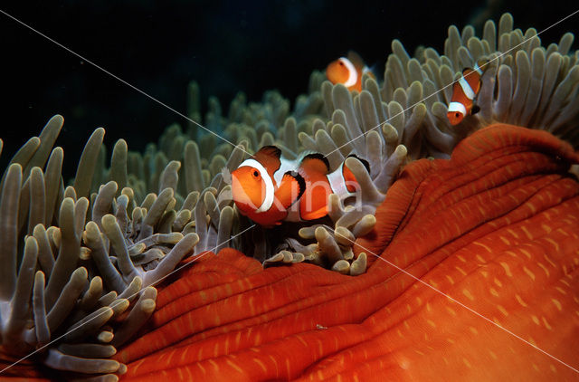 anemonefish