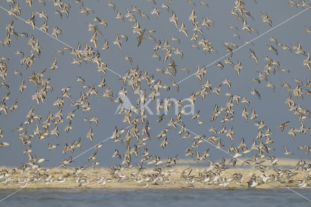 Drieteenstrandloper (Calidris alba)