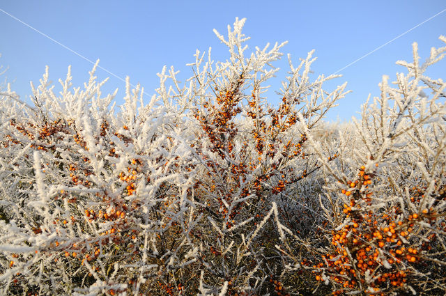 Duindoorn (Hippophae rhamnoides)