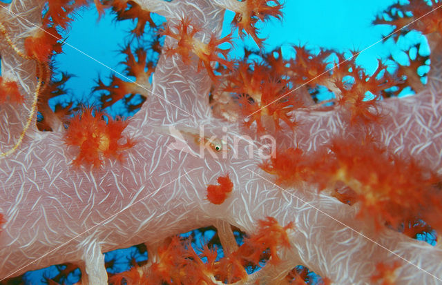 Common ghost goby (Pleurosicya mossambica)