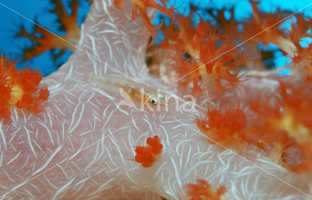 Common ghost goby (Pleurosicya mossambica)