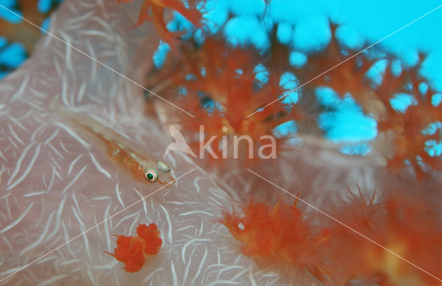 Common ghost goby (Pleurosicya mossambica)