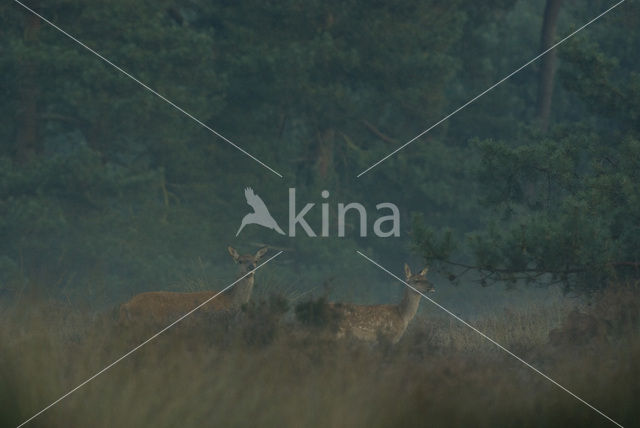 Red Deer (Cervus elaphus)