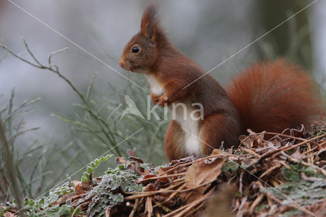Red Squirrel (Sciurus vulgaris)