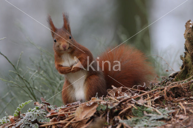 Red Squirrel (Sciurus vulgaris)