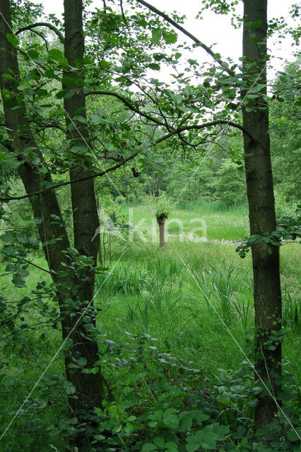 Alder (Alnus spec. )