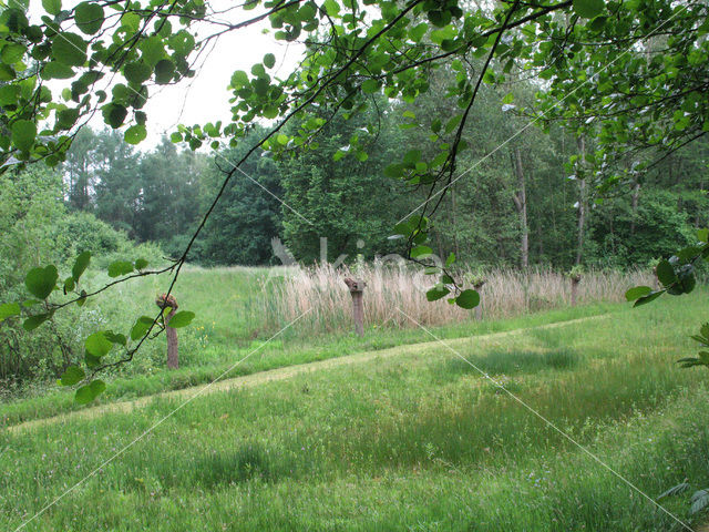 Alder (Alnus spec. )