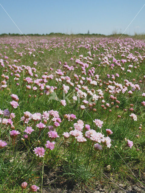 Engels gras (Armeria maritima)