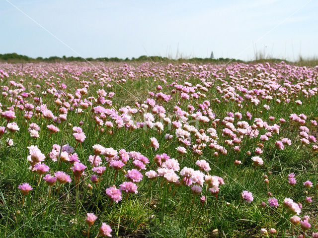 Engels gras (Armeria maritima)