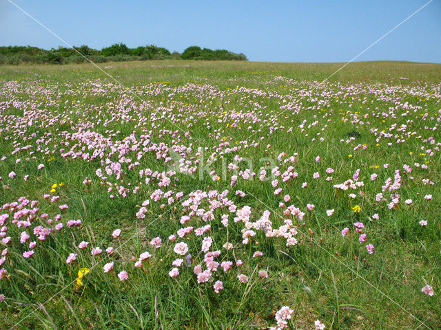 Thrift seapink (Armeria maritima)