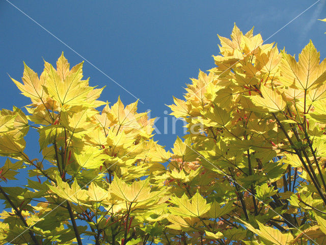 maple (Acer spec.)