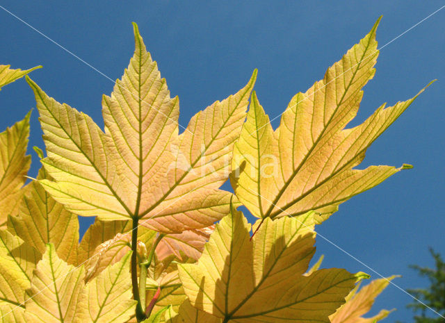 maple (Acer spec.)