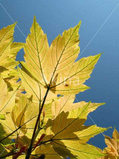 maple (Acer spec.)