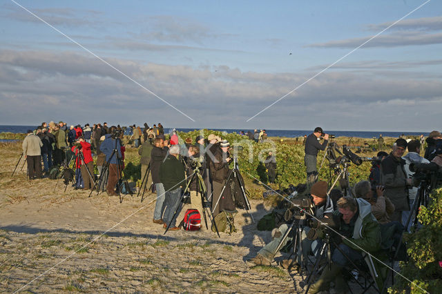 Falsterbo