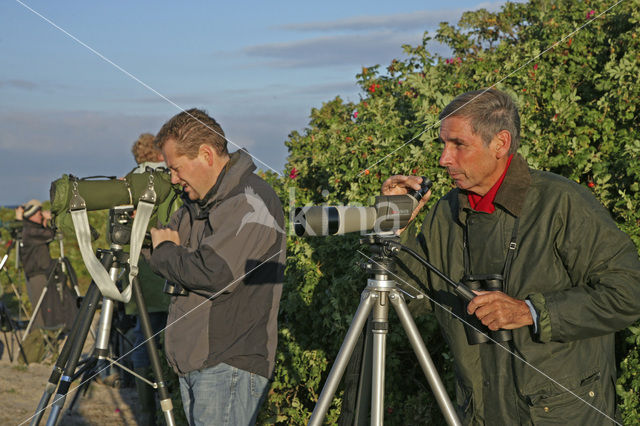 Falsterbo