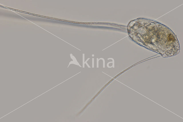 Filinia longiseta
