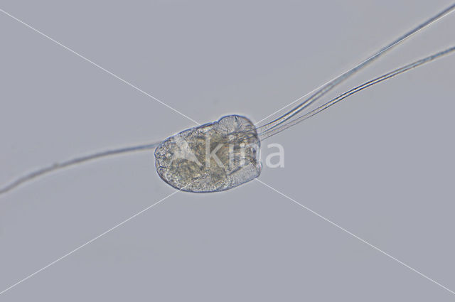 Filinia terminalis