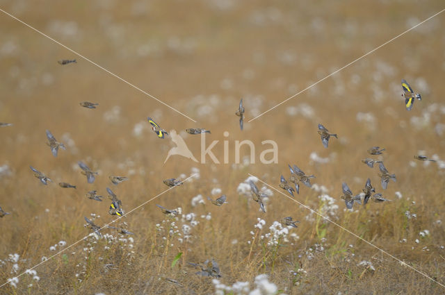 Twite (Carduelis flavirostris)