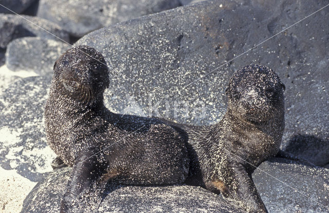 Galapagos zeeleeuw (Zalophus wollebaeki)