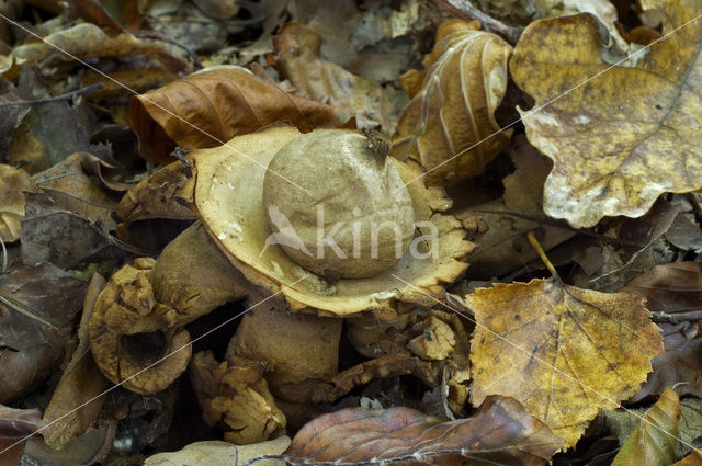 Collared Earthstar (Geastrum triplex)