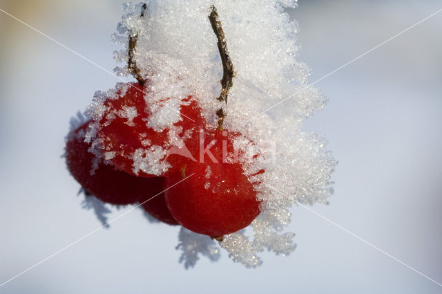 Gelderse roos (Viburnum opulus)