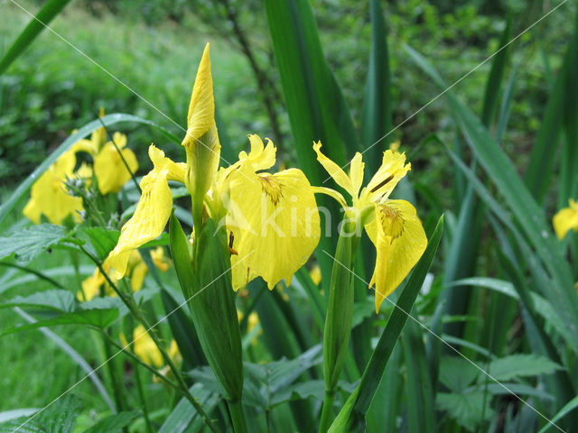 Gele lis (Iris pseudacorus)