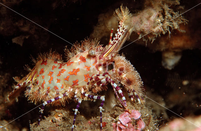 Marbled Shrimp (Saron sp.)