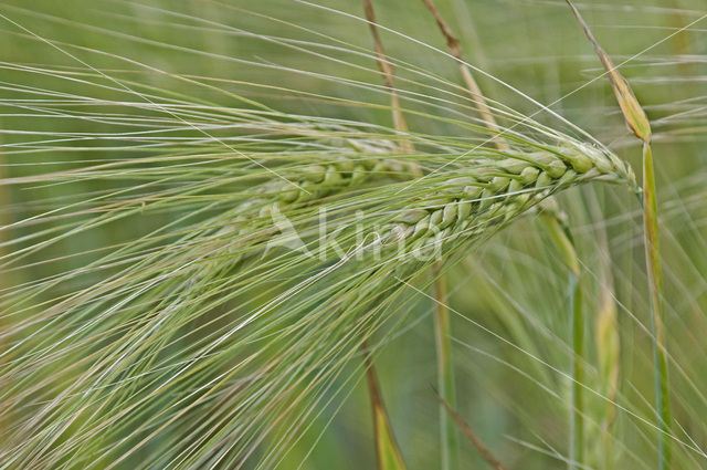 Six-row Barley (Hordeum vulgare)