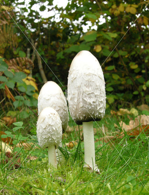 Geschubde inktzwam (Coprinus comatus)