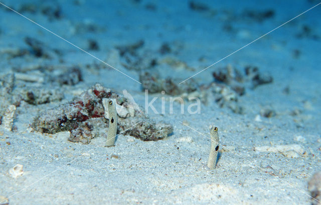 Spotted garden-eel (Heteroconger hassi)