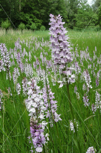 Gevlekte orchis (Dactylorhiza maculata)