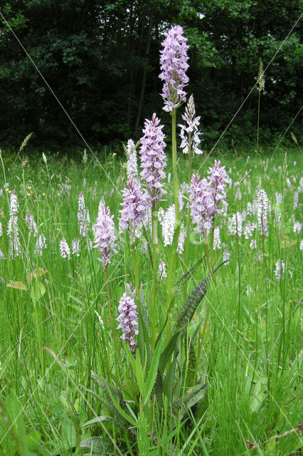 Gevlekte orchis (Dactylorhiza maculata)