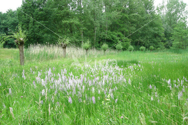 Gevlekte orchis (Dactylorhiza maculata)