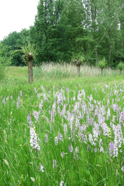 Gevlekte orchis (Dactylorhiza maculata)