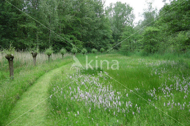 Gevlekte orchis (Dactylorhiza maculata)