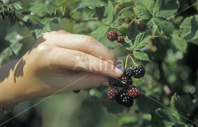 Gewone braam (Rubus fruticosus)