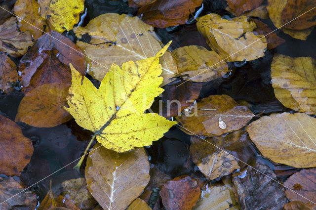 Sycamore (Acer pseudoplatanus)